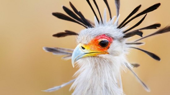 26 интересных фактов о птицах — СТО ФАКТОВ